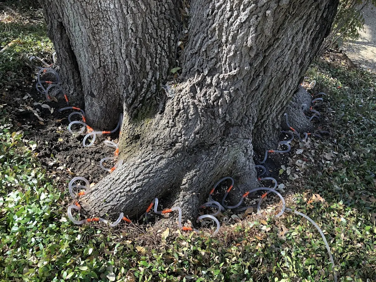 Detailed Tree Cabling and Bracing job site in Manson