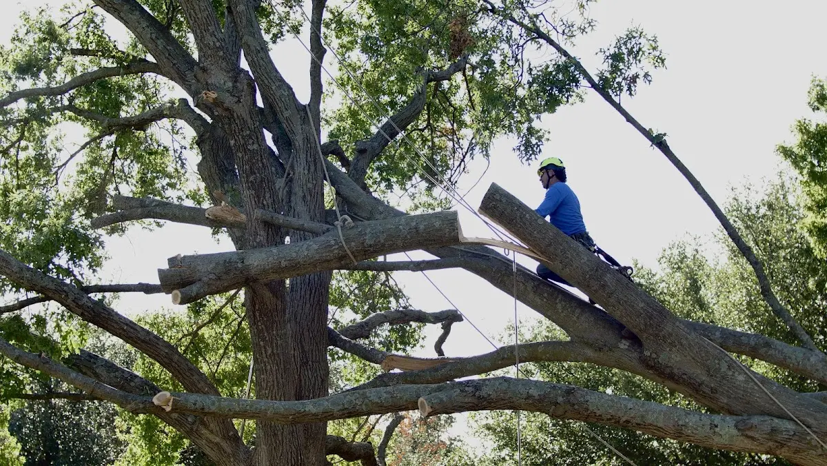 Professional Hazardous Tree Removal performed by certified arborists in Manson
